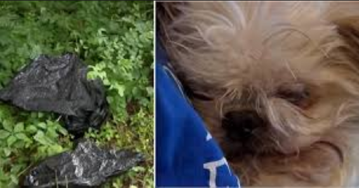 Donna salva cane anziano scaricato a bordo strada in un sacco della spazzatura