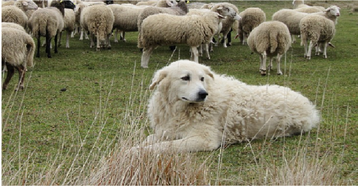 Il pastore abruzzese eroe del Trentino