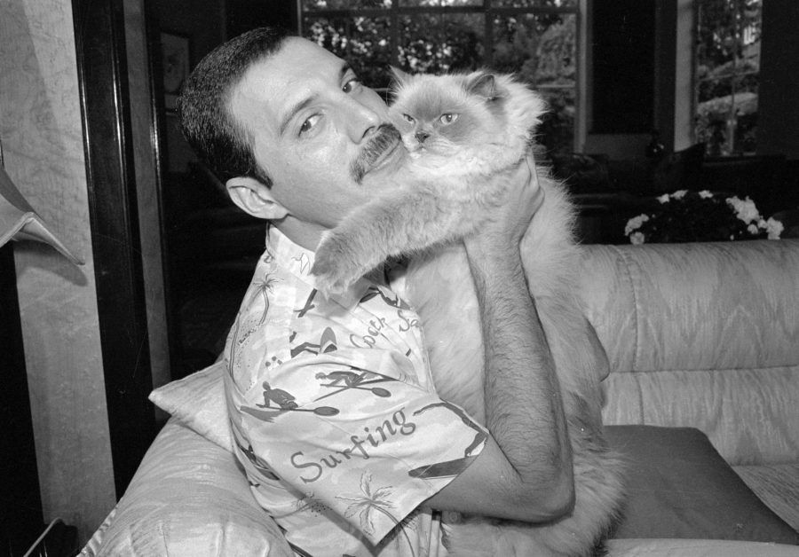 Freddie Mercury gatti