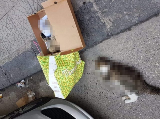 gatti-senza-vita-battipaglia