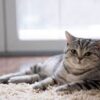 gatto