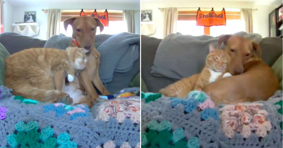 Gatto dà conforto a un cane ansioso quando il proprietario non c’è