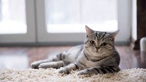 Spedisce il gatto per posta: uomo multato a Taiwan