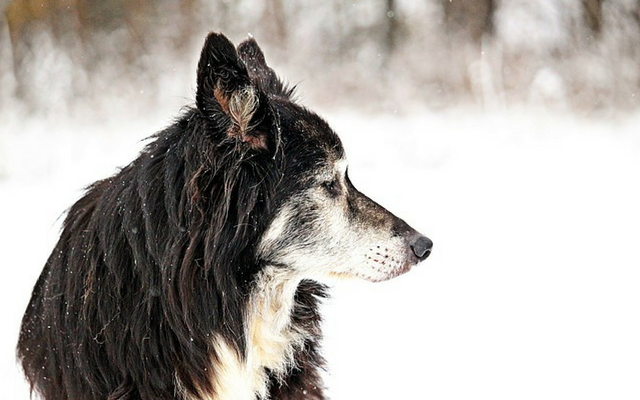 10-sintomi-che-il-vostro-cane-sta-per-andare-via-per-sempre