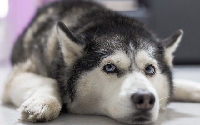 husky-riposa