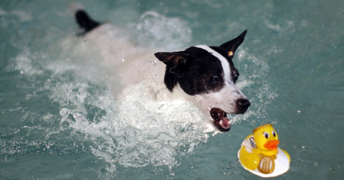 i-cani-sanno-nuotare