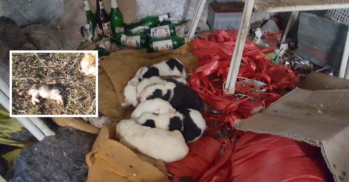 I cuccioli di Trasacco