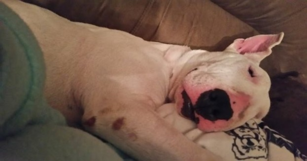 Il cane che non aveva mai visto un letto in tutta la sua vita