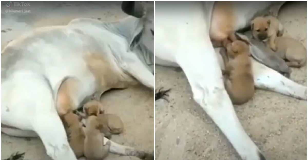 India, mucca nutre i cuccioli che hanno perso la mamma