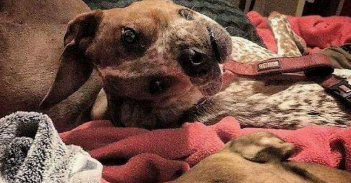 La foto del cane con il muso deforme e la verità che si cela dietro di lei