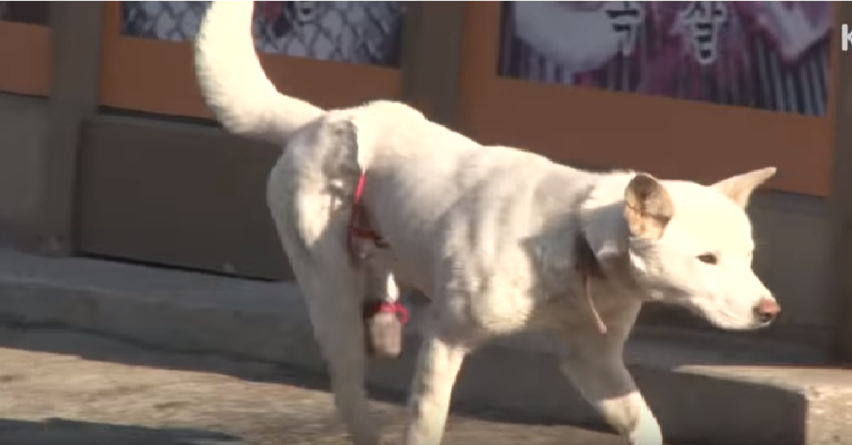 Bridget, la cagnolina super che salva tutti
