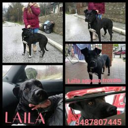 laila-cuccioli