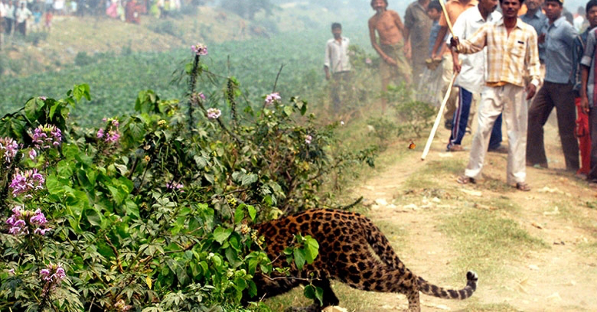 Bimba di 3 anni decapitata da un leopardo che l’ha rapita dalle ginocchia della madre