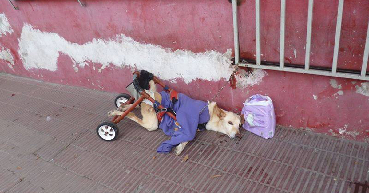 Cane disabile abbandonato in strada, ha poi avuto una vita da sogno
