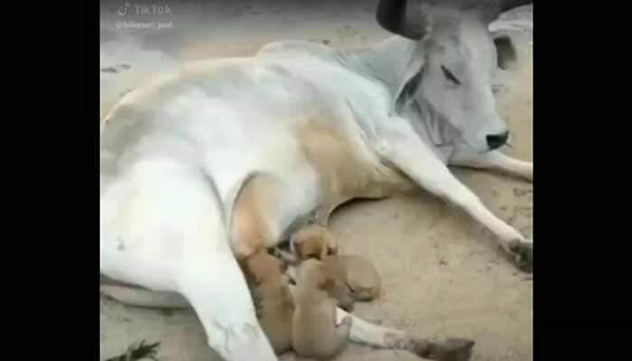 mucca che allatta dei cuccioli di cane
