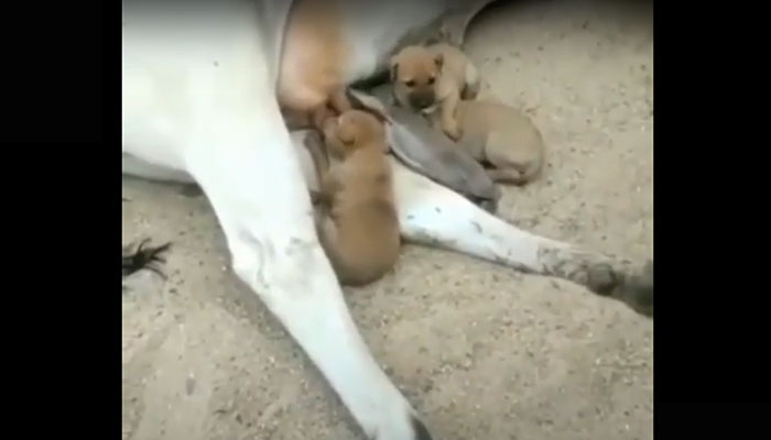 mucca che allatta dei cuccioli di cane