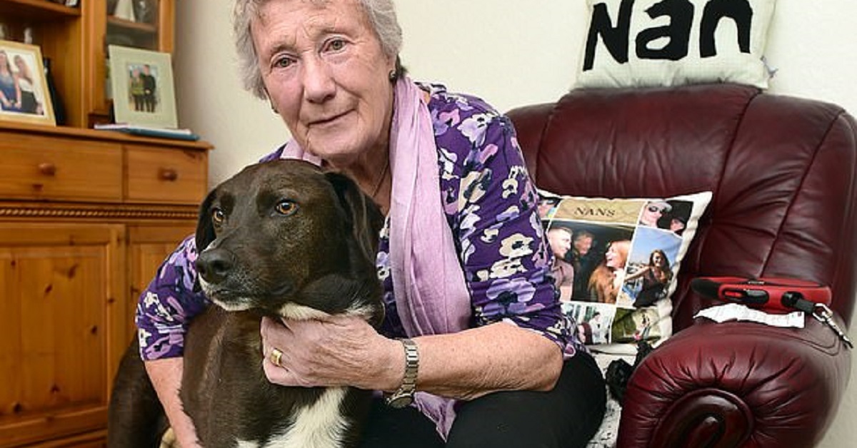 Nonna di 80 anni multata perché il guinzaglio del cane era troppo lungo