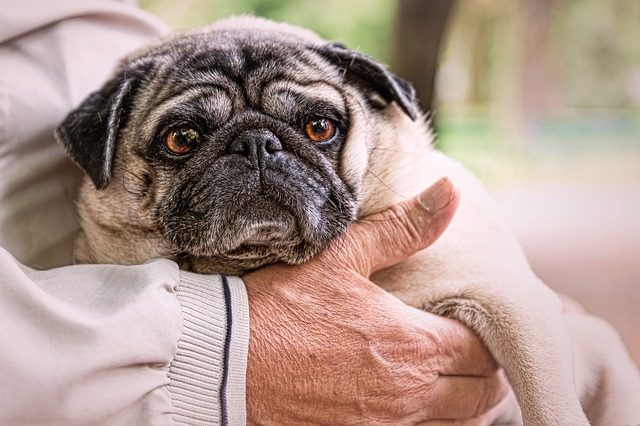 10-sintomi-che-il-vostro-cane-sta-per-andare-via-per-sempre 3