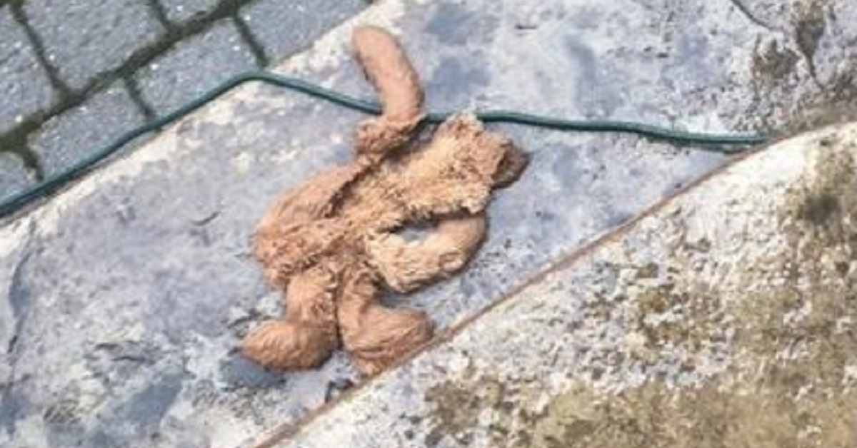 L’orsetto di peluche del cucciolo è in fin di vita, viene salvato dal suo amico umano