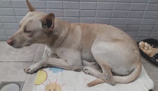 il-cane-abbandonato-che-aspetta-il-suo-amico-umano-per-giorni 2