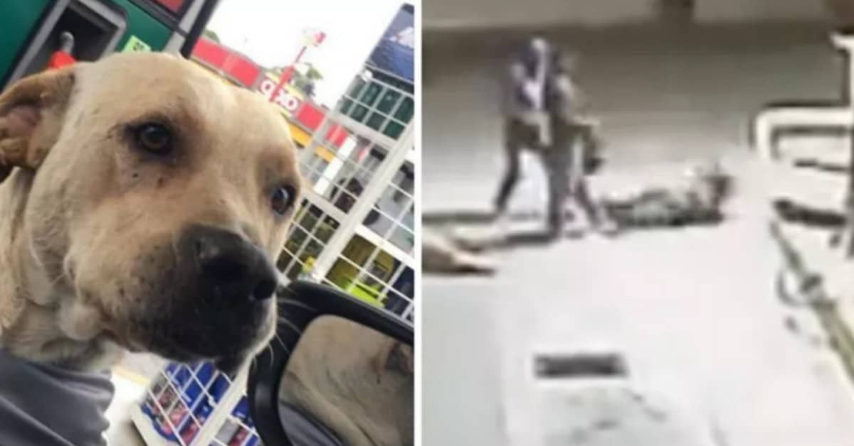 Questo cane è stato abbandonato e salvato dagli operai di una stazione di servizio