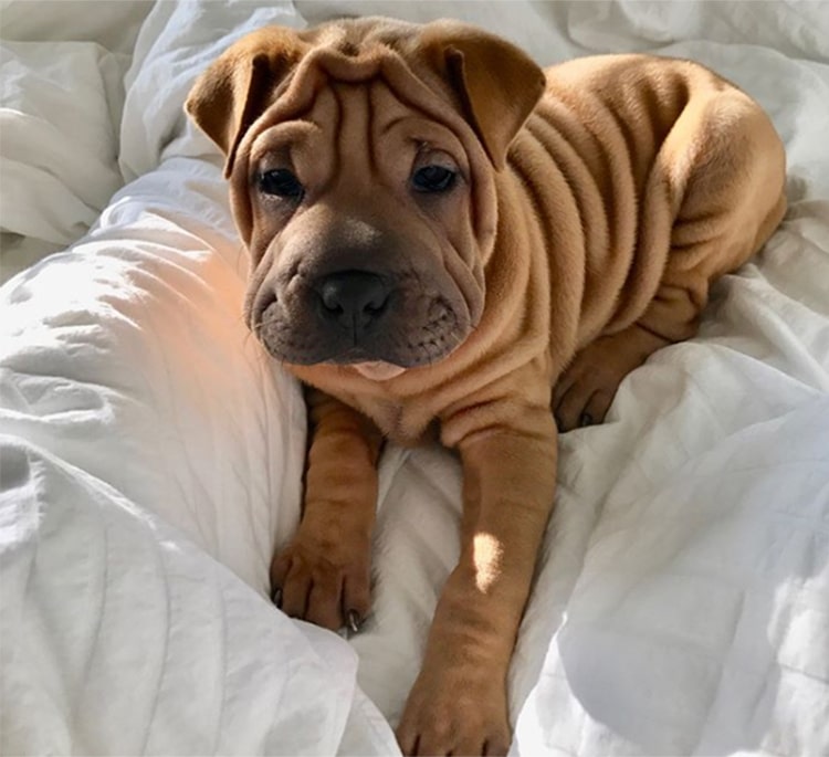 Shar Pei e Bulldog