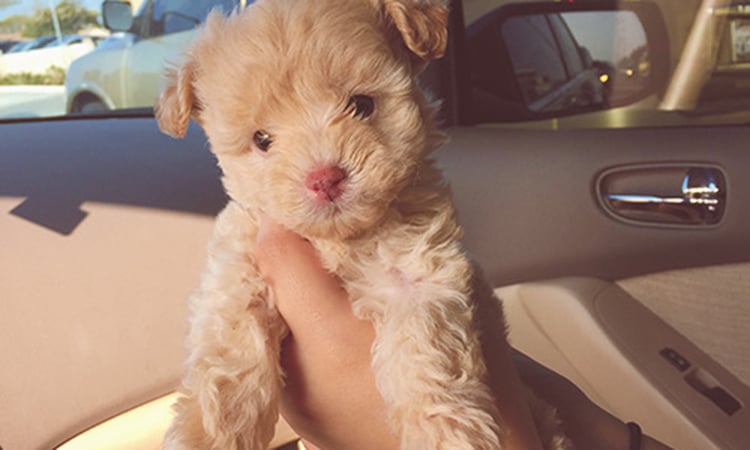 Maltipoo