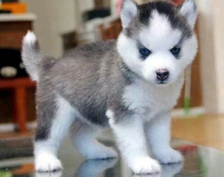 Husky e Pomeranian