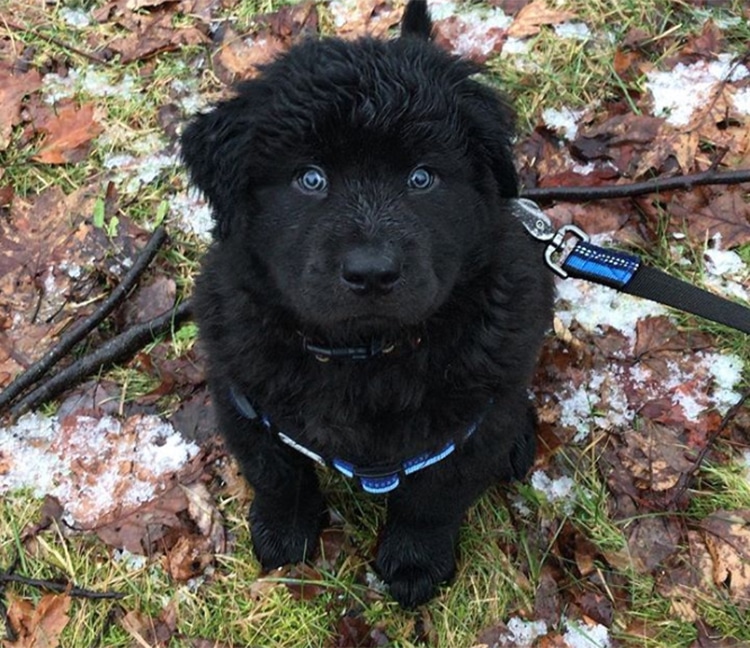 Labrador e Chow-chow