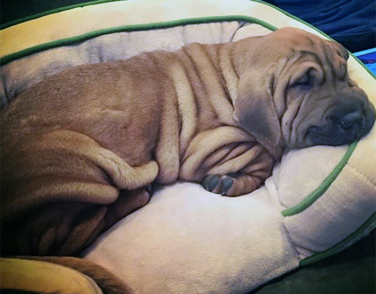 Basset Hound e Shar Pei