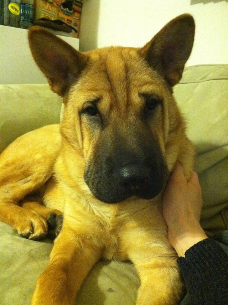 Un pastore tedesco incrociato con uno Shar Pei