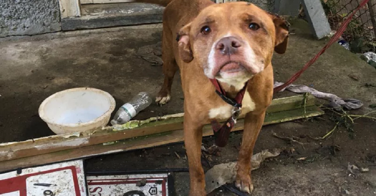 Rusty, il cane abbandonato con una zampa ferita