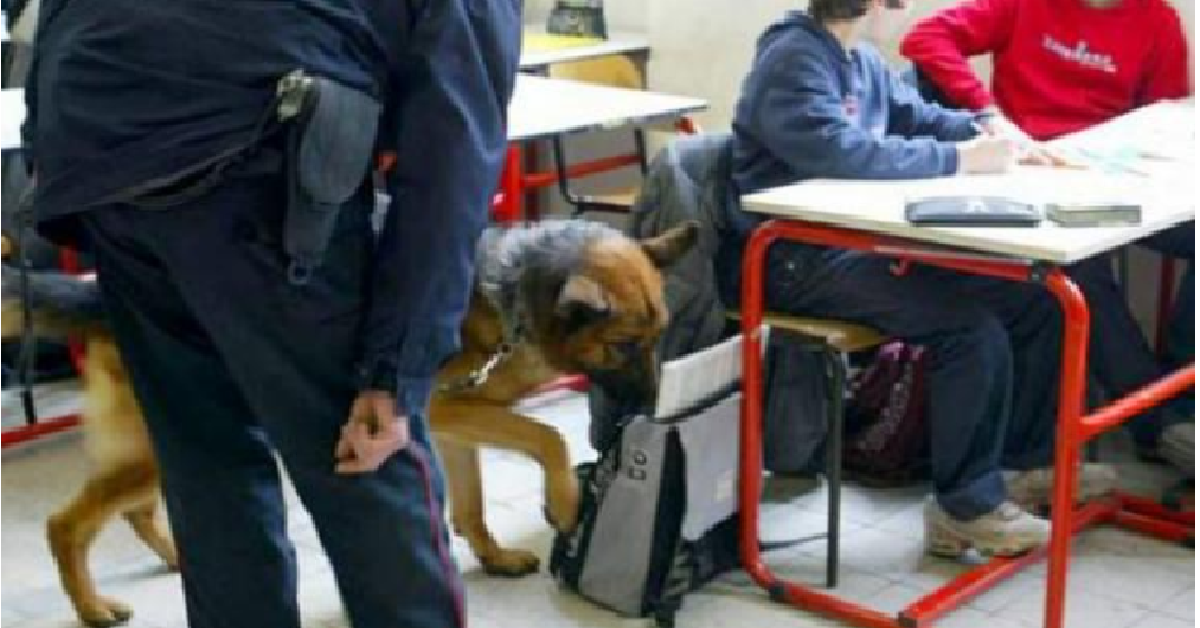 Imbarazzante scoperta di un cane durante antidroga durante “scuole sicure”