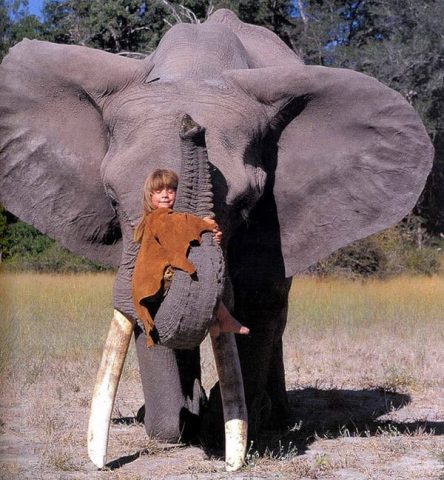 tippi-degre-elefante