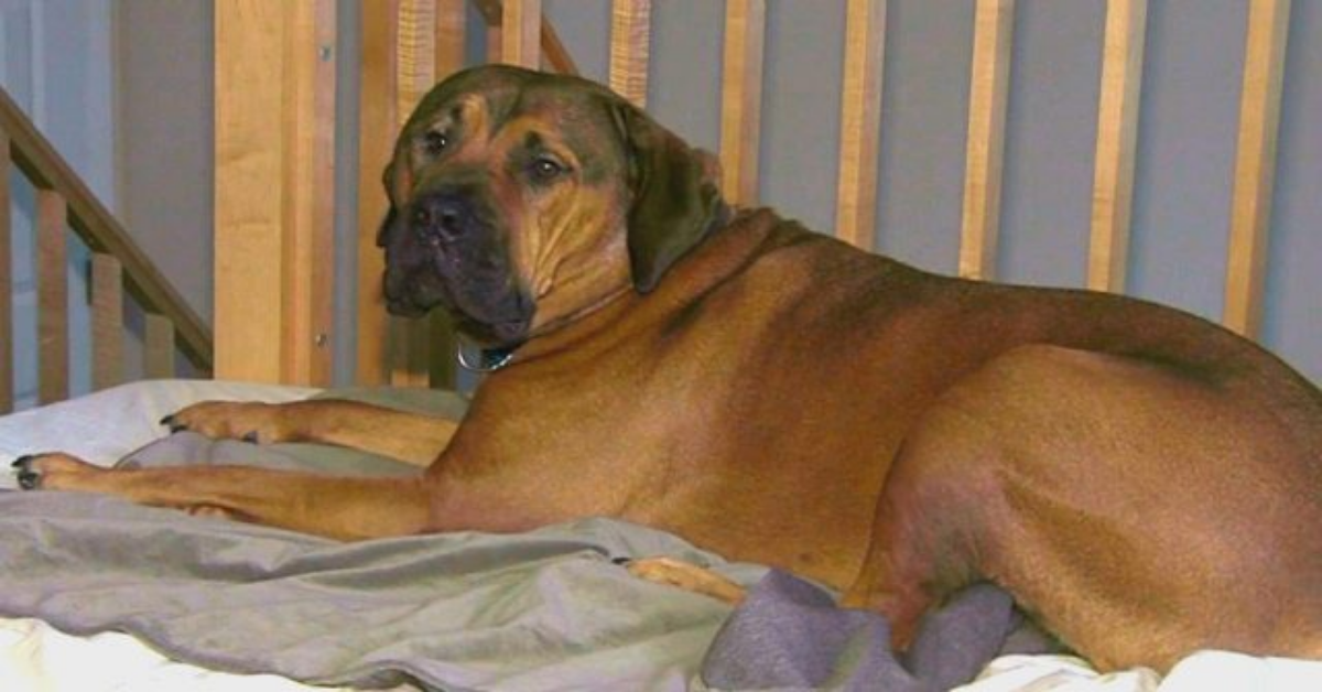 Uomo ubriaco entra accidentalmente in una casa e si addormenta con un mastino di 54 kg