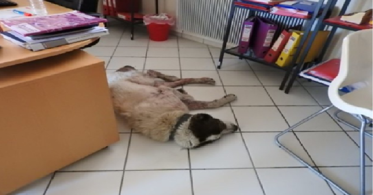 Valia , la donna che fece una cosa bellissima per un cane