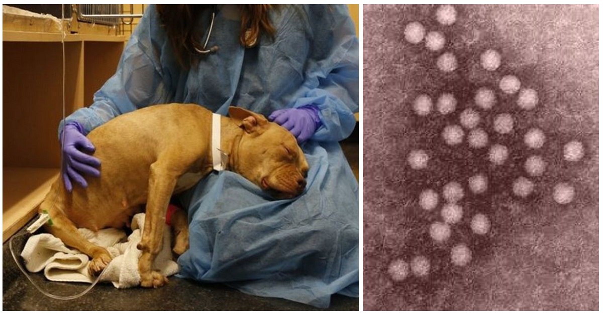 Virus intestinale cani: è allarme