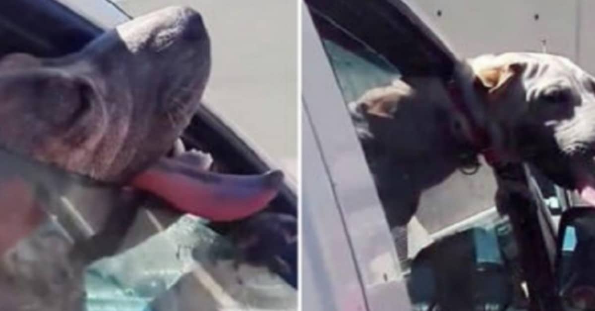 la-disperazione-del-cane-lasciato-in-auto-sotto-il-sole