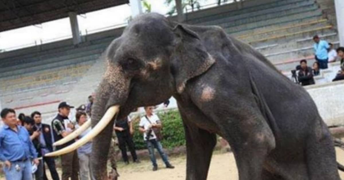 Elefanti stanchi e sofferenti costretti a esibirsi allo zoo