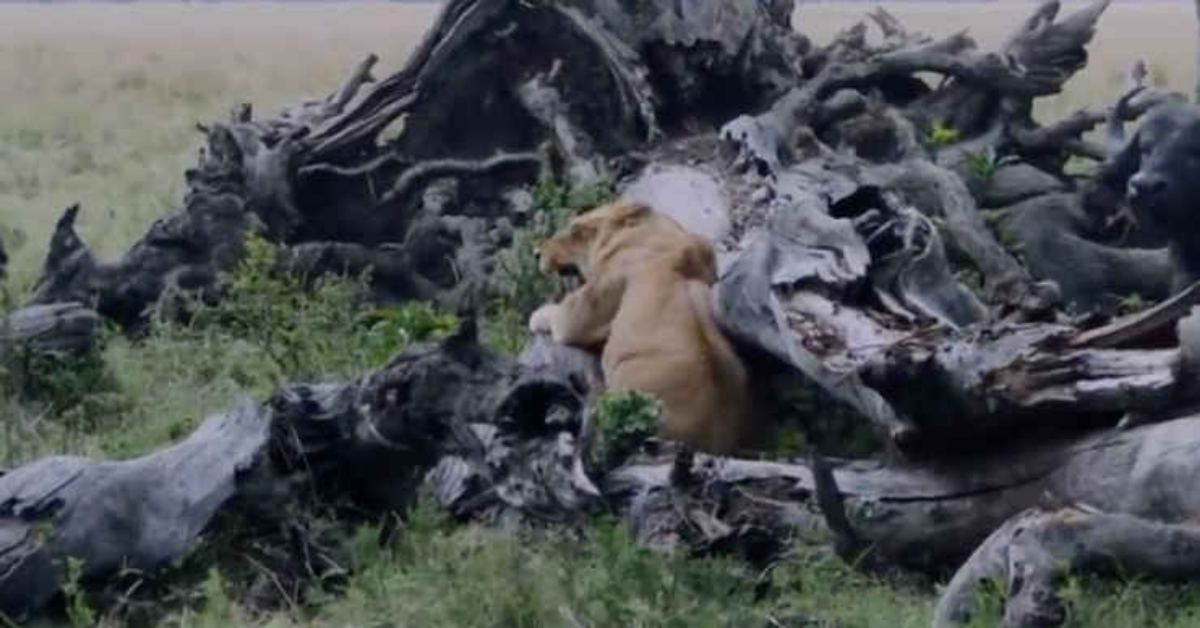 Mamma leonessa protegge con il suo corpo i suoi cuccioli