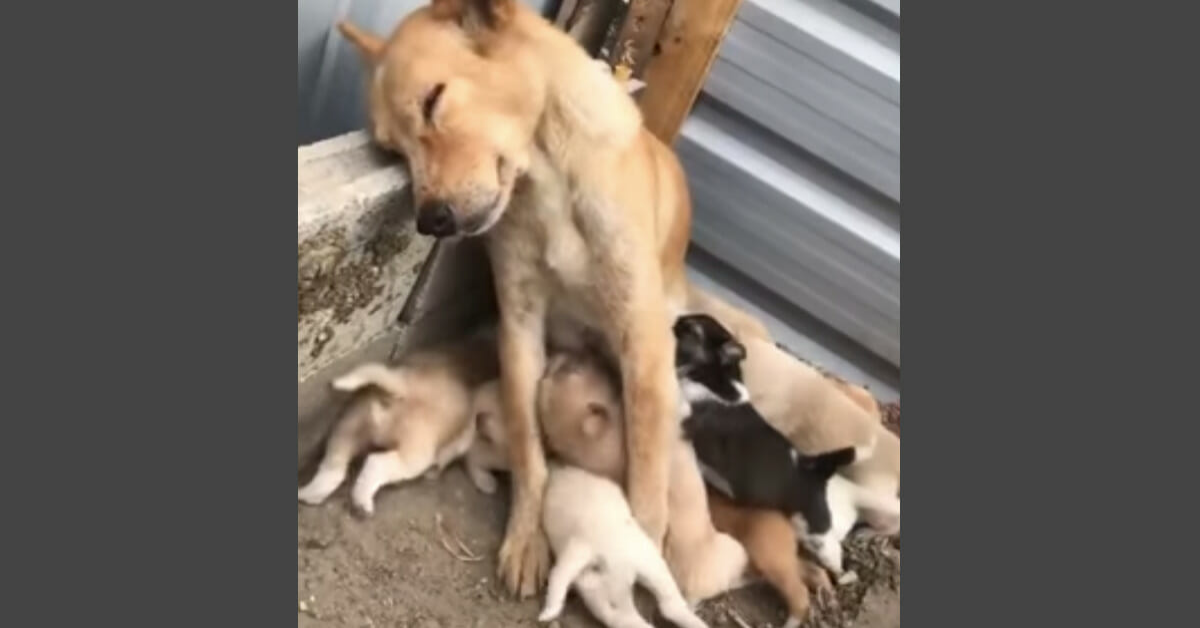 Cagnolina esausta filmata mentre allatta i suoi cuccioli