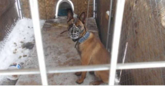 uomo-denunciato-per-le-condizioni-in-cui-teneva-il-suo-cane