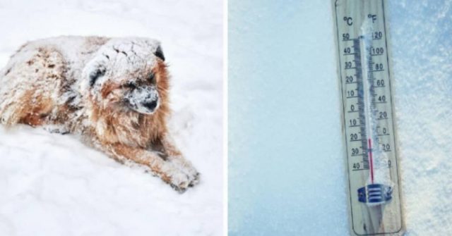 uomo-si-dimentica-il-cane-fuori-di-sere