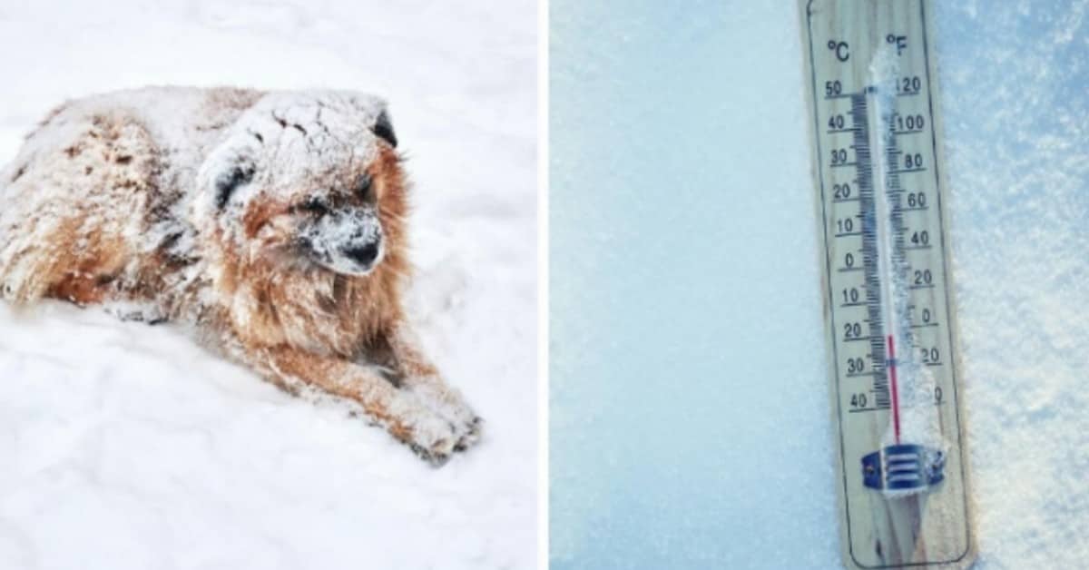 Il cane lasciato fuori al freddo