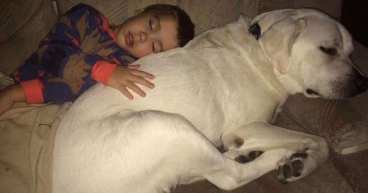 Cane dolcissimo conforta il ragazzo con autismo quando ha gli incubi