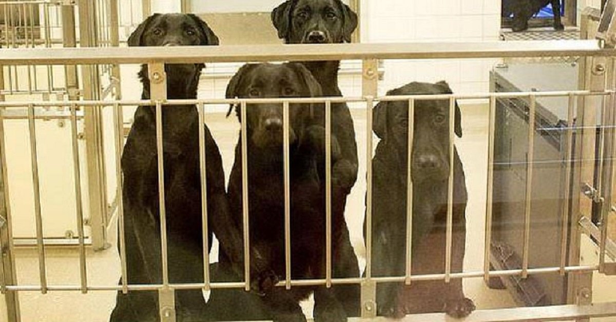 6 cani sani devono essere soppressi per esperimenti di laboratorio