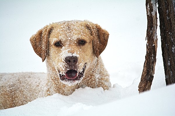 il-cane-lasciato-al-freddo 1