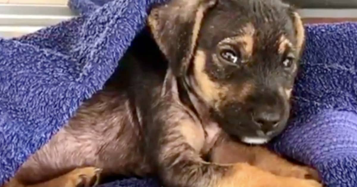 Pretende che il suo cane venga soppresso a San Valentino