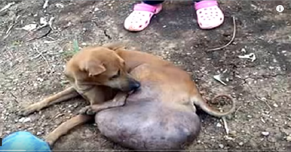 Neem, cane dimenticato e ignorato da tutti