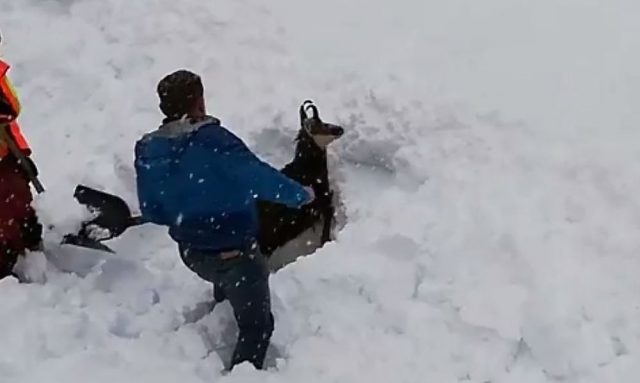il-salvataggio-della-capra-sotto-la-neve 2